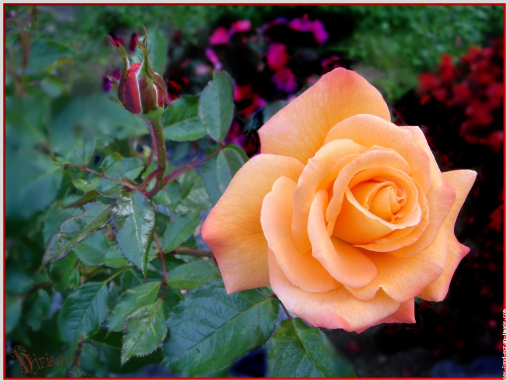 galerie-membre,fleur-rose,dsc00593-rose-abricot.jpg